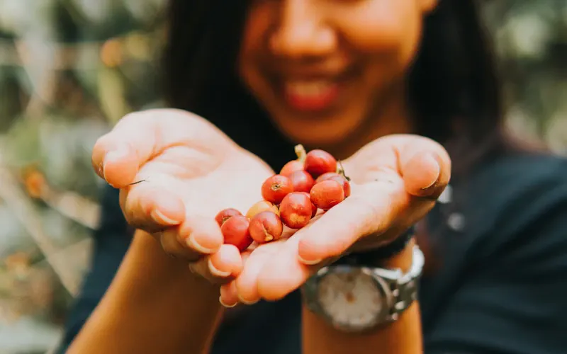 Café Brésil — Santos, cerrado et profils chocolatés du plus grand producteur mondial