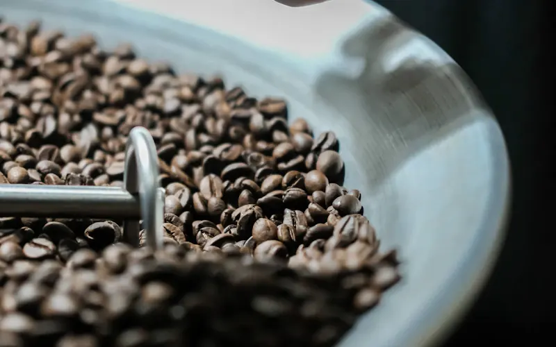 Fermentation café — lactique, alcoolique et profils innovants